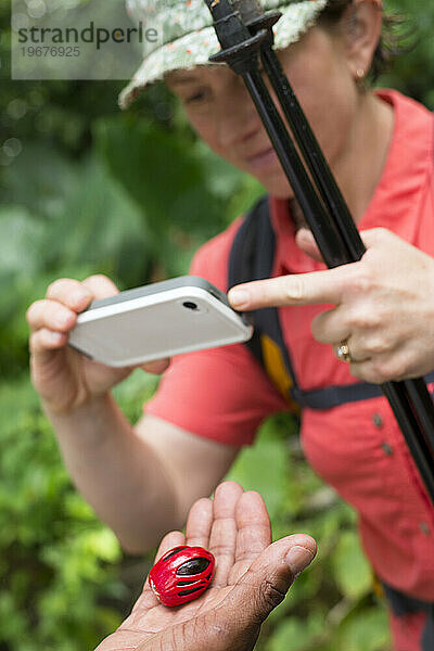 Ein Mann hält eine Muskatnuss in seiner Handfläche  während eine Frau mit ihrem iPhone ein Foto auf Abschnitt 1 des Waitukubuli National Trail auf der Karibikinsel Dominica macht.