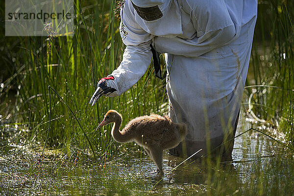 Wiedereinführung des Whooping Crane  Direktveröffentlichung im Herbst