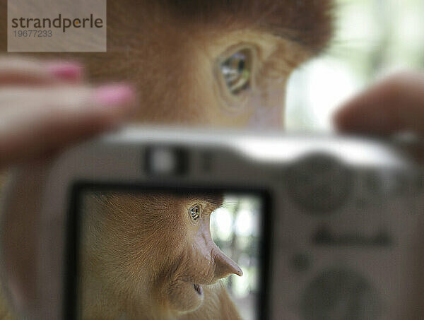 Ein Tourist fotografiert einen Langnasenaffen im Lok Kawi Wildlife Park  Kota Kinabalu  Sabah  Malaysia.