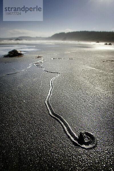 Eine winzige Schnecke hinterlässt eine lange Spur an einem Strand in Oregon.