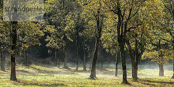 Engtal  Großer Ahornboden im Morgentau  Bergahorn (Acer pseudoplatanus) in prachtvollen Herbstfarben  Baumgruppe im Gegenlicht