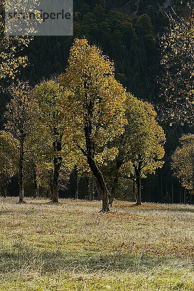 Engtal  Großer Ahornboden im Morgentau  Bergahorn (Acer pseudoplatanus) in prachtvollen Herbstfarben  Baumgruppe im Gegenlicht