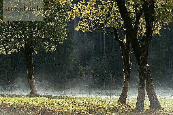 Engtal  Großer Ahornboden im Morgentau  Bergahorn (Acer pseudoplatanus) in prachtvollen Herbstfarben  Baumgruppe im Gegenlicht