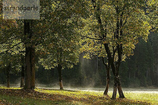 Engtal  Großer Ahornboden im Morgentau  Bergahorn (Acer pseudoplatanus) in prachtvollen Herbstfarben  Baumgruppe im Gegenlicht