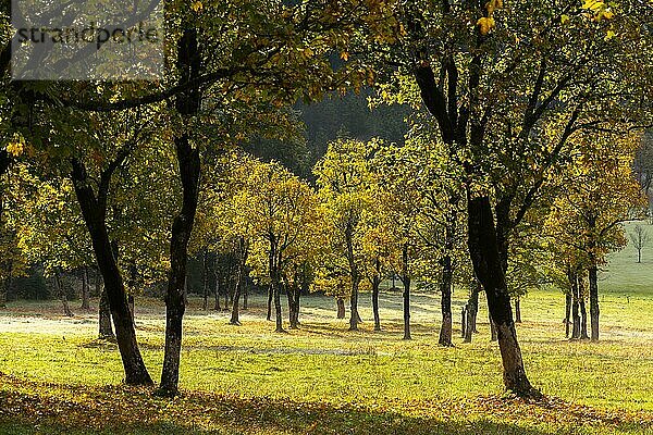 Engtal  Großer Ahornboden im Morgentau  Bergahorn (Acer pseudoplatanus) in prachtvollen Herbstfarben  Baumgruppe im Gegenlicht