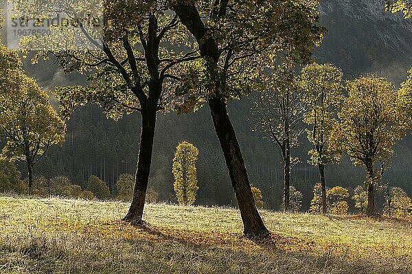 Engtal  Großer Ahornboden im Morgentau  Bergahorn (Acer pseudoplatanus) in prachtvollen Herbstfarben  Baumgruppe im Gegenlicht