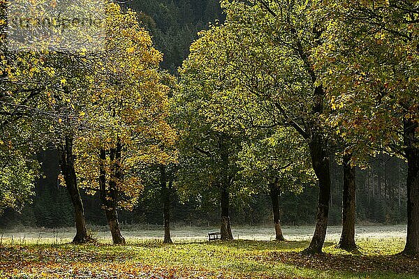 Engtal  Großer Ahornboden im Morgentau  Bergahorn (Acer pseudoplatanus) in prachtvollen Herbstfarben  Baumgruppe im Gegenlicht