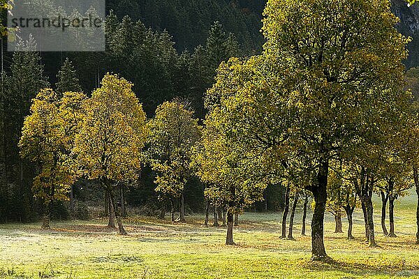 Engtal  Großer Ahornboden im Morgentau  Bergahorn (Acer pseudoplatanus) in prachtvollen Herbstfarben  Baumgruppe im Gegenlicht