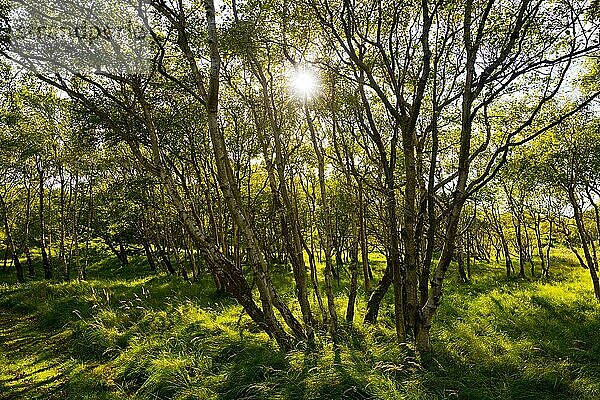 Lichter  kleiner Birkenwald im Gegenlicht  Naturschutzgebiet  Insel Norderney  Niedersachsen  Deutschland  Europa