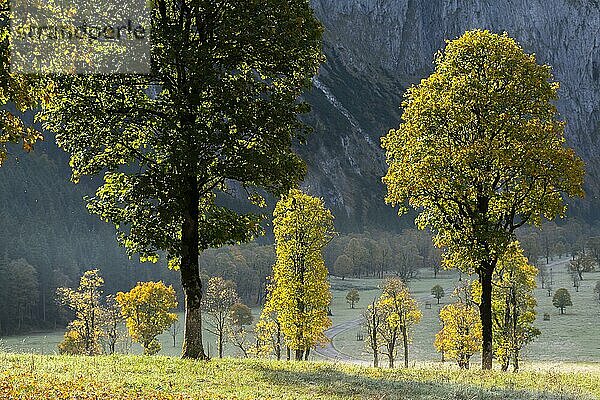 Engtal  Großer Ahornboden im Morgentau  Bergahorn (Acer pseudoplatanus) in prachtvollen Herbstfarben  Baumgruppe im Gegenlicht