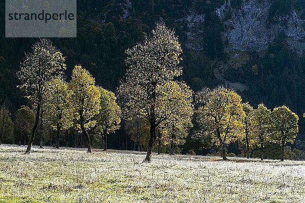 Engtal  Großer Ahornboden im Morgentau  Bergahorn (Acer pseudoplatanus) in prachtvollen Herbstfarben  Baumgruppe im Gegenlicht