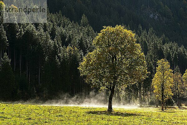 Engtal  Großer Ahornboden im Morgentau  Bergahorn (Acer pseudoplatanus) in prachtvollen Herbstfarben  Baumgruppe im Gegenlicht