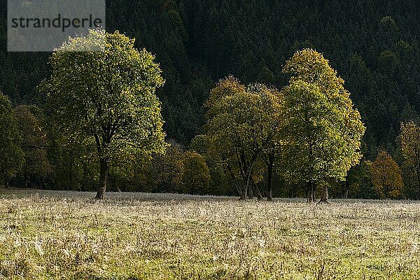 Engtal  Großer Ahornboden im Morgentau  Bergahorn (Acer pseudoplatanus) in prachtvollen Herbstfarben  Baumgruppe im Gegenlicht