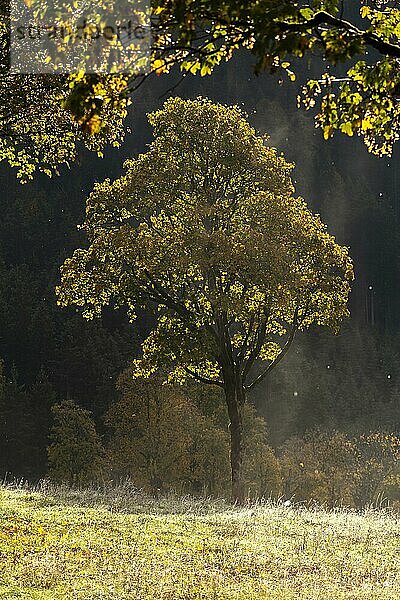 Engtal  Großer Ahornboden im Morgentau  Bergahorn (Acer pseudoplatanus) in prachtvollen Herbstfarben  Baumgruppe im Gegenlicht