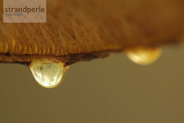 Guttationstropfen am Goldfell-Schüppling (Pholiota aurivella)  Makro  Detail  Lamellen  Wassertropfen  Tiefenunschärfe  Unschärfe  Pilzhut  Hut  Bremthal  Eppstein  Taunus  Hessen  Deutschland  Europa