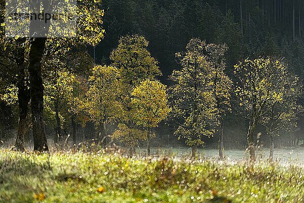 Engtal  Großer Ahornboden im Morgentau  Bergahorn (Acer pseudoplatanus) in prachtvollen Herbstfarben  Baumgruppe im Gegenlicht