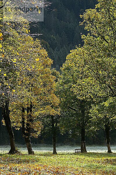 Engtal  Großer Ahornboden im Morgentau  Bergahorn (Acer pseudoplatanus) in prachtvollen Herbstfarben  Baumgruppe im Gegenlicht