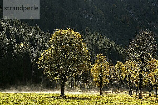 Engtal  Großer Ahornboden im Morgentau  Bergahorn (Acer pseudoplatanus) in prachtvollen Herbstfarben  Baumgruppe im Gegenlicht