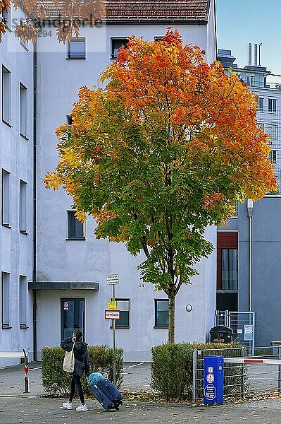 Herbstlicher Ahorn (Acer)  Kempten  Allgäu  Schwaben  Bayern  Deutschland  Europa