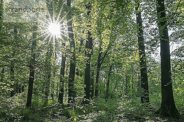 Laubmischwald im Frühjahr im Gegenlicht mit Sonnenstern  Thüringen  Deutschland  Europa