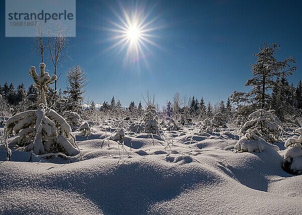 Winterlandschaft  Schnee  Bäume  Nadelbaum  Sonne  Sonnenstern  Weihnachten  Landschaft  Kirchsee  Bayern  Deutschland  Europa