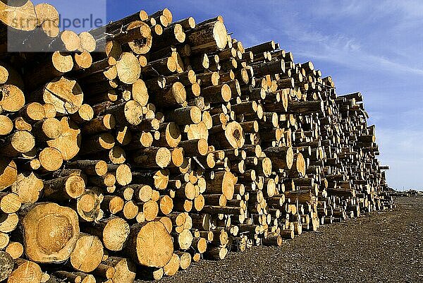 Sägemehl und Holzstapel  gestapelt  Holz  Forstwirtschaft  Industrie  Sägewerk in Schweden