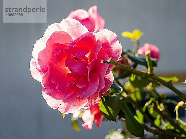 Rote Rose (Rosa)  im Gegenlicht  St. Anna am Aigen  Steiermark  Österreich  Europa