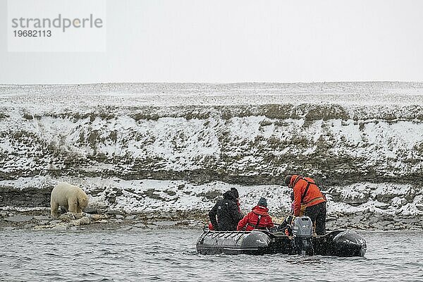 Touristen in Schlauchboot  aasfressender Eisbär (Ursus maritimus) beim Fressen des Kadavers eines gestrandeten toten Zwergwals an der Küste von Wahlbergøya  Svalbard  Spitzbergen  Norwegen  Europa