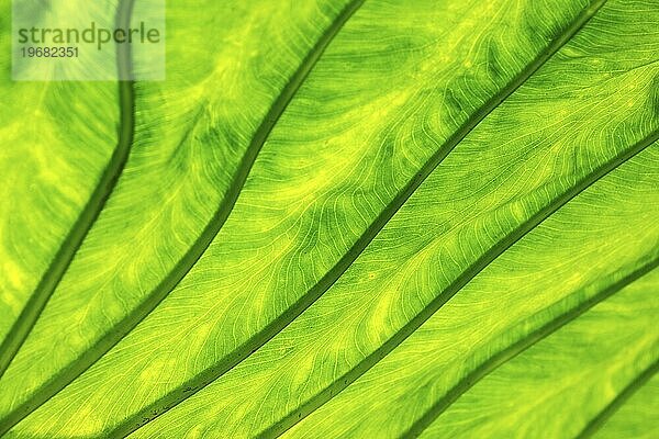 Blatt des Riesen-Elefantenohr  auch riesenblättriges Pfeilblatt (Alocasia macrorrhizos)  Detailaufnahme im Gegenlicht  Madeira  Portugal  Europa