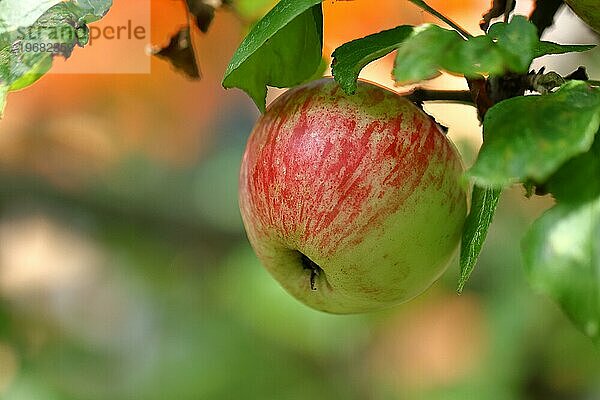 Reifer roter Apfel hängt erntereif am Baum  Bokeh im Hintergrund  Obstbaum  Obstgarten  Nordrhein-Westfalen  Deutschland  Europa