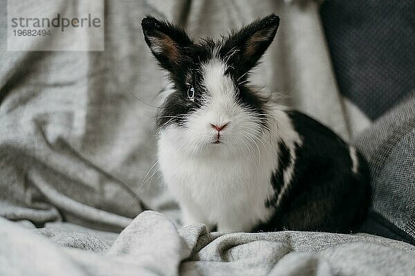 Porträt liebenswertes Kaninchen