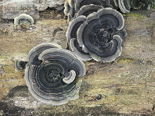 Polyporen Klammerpilze Pilze  die auf einem Baumstamm wachsen