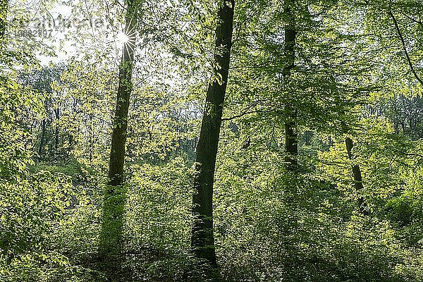 Laubmischwald im Frühjahr im Gegenlicht mit Sonnenstern  Thüringen  Deutschland  Europa