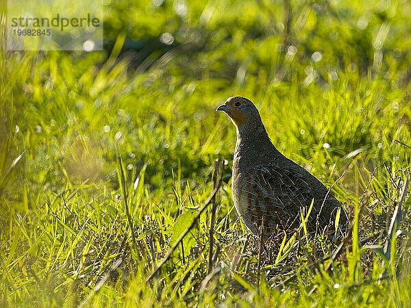 Rebhuhn (Perdix perdix)  auf einer Brachfläche  Gegenlicht  Solms  Hessen  Deutschland  Europa