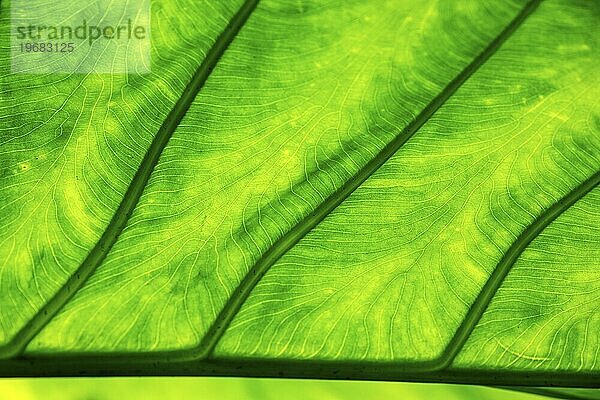 Blatt des Riesen-Elefantenohr  auch riesenblättriges Pfeilblatt (Alocasia macrorrhizos)  Detailaufnahme im Gegenlicht  Madeira  Portugal  Europa