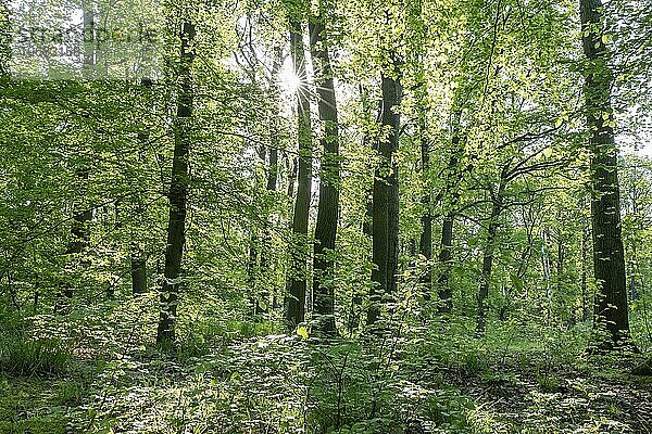 Laubmischwald im Frühjahr im Gegenlicht mit Sonnenstern  Thüringen  Deutschland  Europa