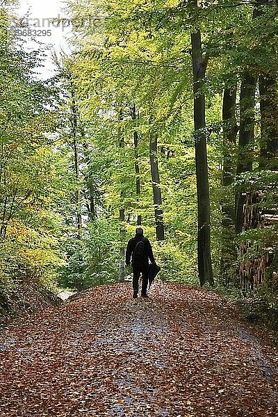 Einsamer Wanderer  Herbst im Wald  Deutschland  Europa