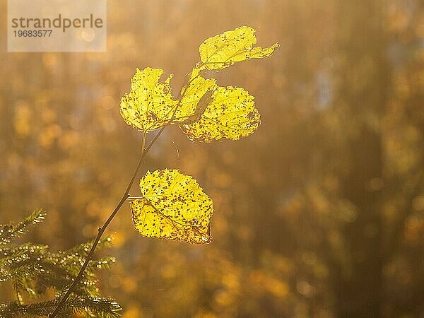 Herbststimmung  Herbstlaub im Gegenlicht  Leoben  Steiermark  Österreich  Europa