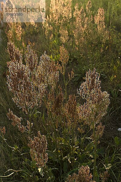 Wiesen-Sauerampfer (Rumex acetosa) im Gegenlicht der Abendsonne  Bayern  Deutschland  Europa