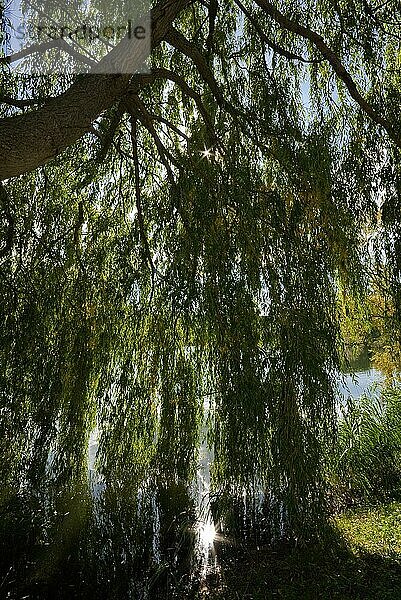 Trauerweide (Salix Babylonier) im Gegenlicht der Sonne am See  Gewässer  Deutschland  Europa