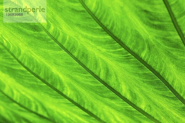 Blatt des Riesen-Elefantenohr  auch riesenblättriges Pfeilblatt (Alocasia macrorrhizos)  Detailaufnahme im Gegenlicht  Madeira  Portugal  Europa