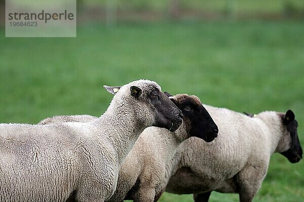 Schafe (Ovis)  Nutztiere  Wolle  Schwarzkopfschafe  drei  Seitenprofil  Weide  Nordrhein-Westfalen  Deutschland  Seitenansicht von drei Schafen auf der Weide  Europa
