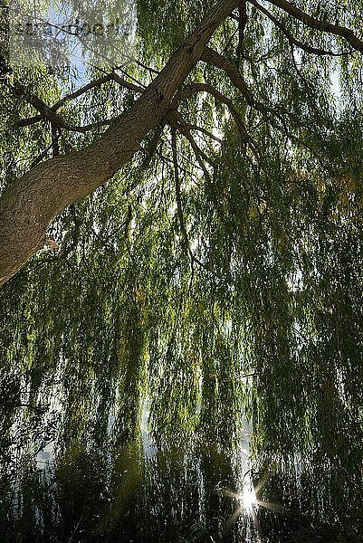 Trauerweide (Salix Babylonier) im Gegenlicht der Sonne am See  Gewässer  Deutschland  Europa