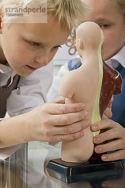 Zwei Jungen untersuchen ein anatomisches Modell
