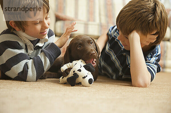 Zwei Jungen betrachten einen Schokoladen-Labrador-Welpen  der ein Stofftier kaut