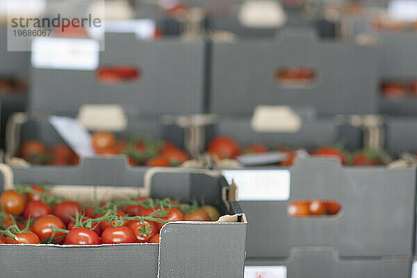 Reihen von Kisten gefüllt mit Strauchtomaten