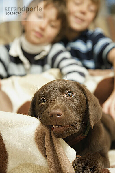 Labrador-Welpe kaut auf einer Decke  während zwei Jungen zuschauen