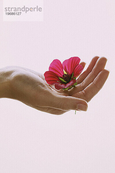 Frauenhand hält rosa Blume