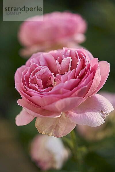 Zarte rosa blühende Rose aus nächster Nähe