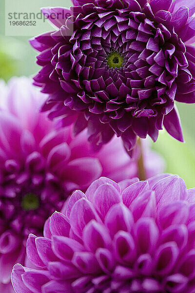 Nahaufnahme einer leuchtend rosa Dahlie